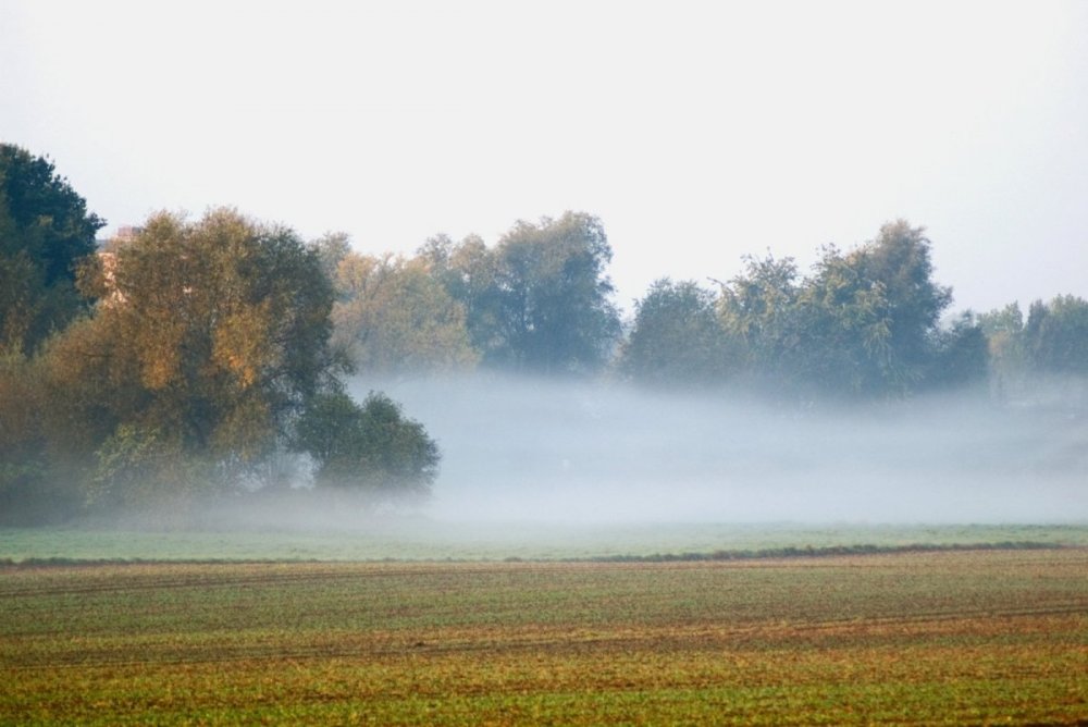 foggy-field-1348585[1].jpg