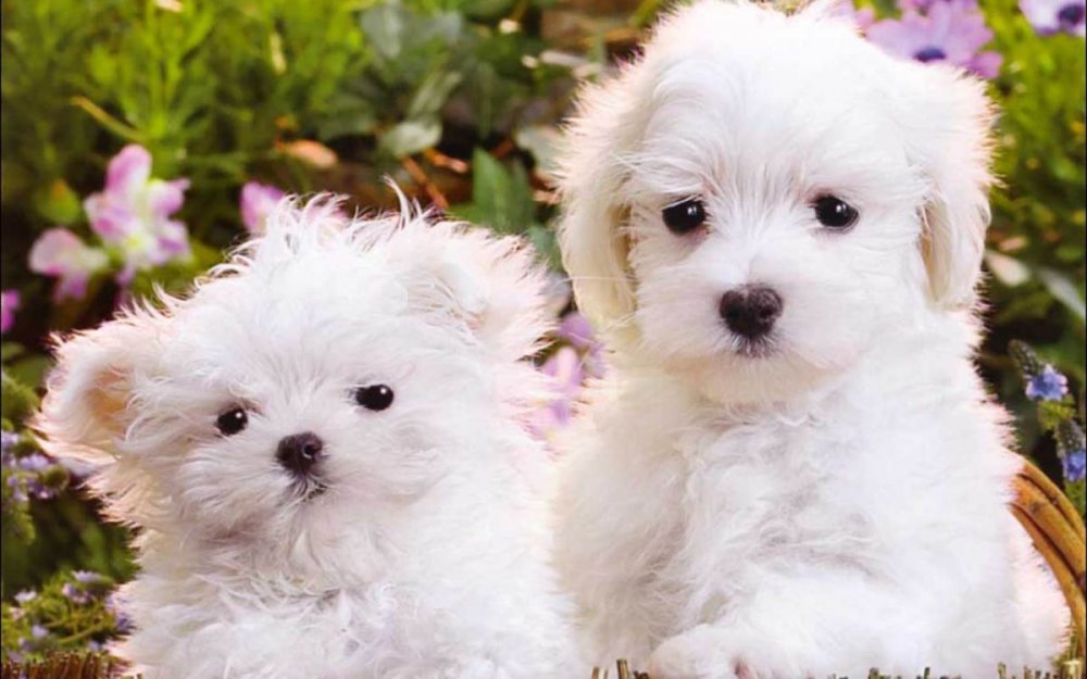Cute-Puppies-puppies-16094555-1280-800[1].jpg