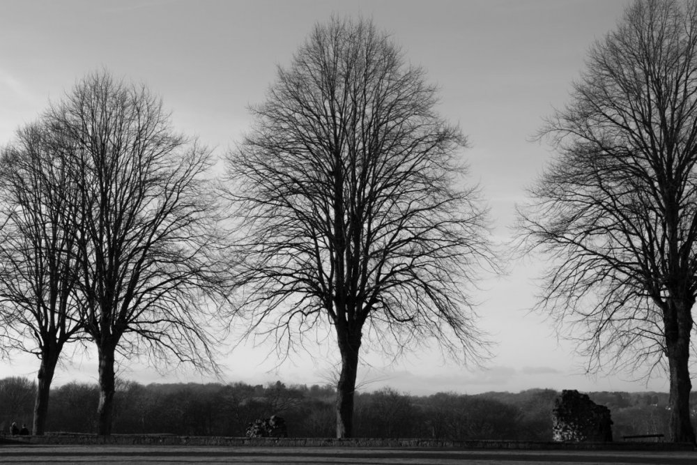 trees-without-leaves-1476863137Ymm.jpg